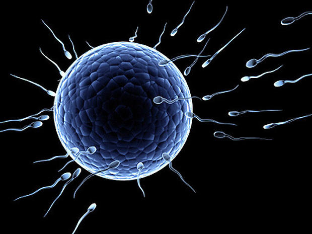 sperm-fertilising-egg